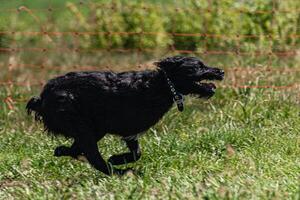 Black dog running across the meadow on lure coursing competition photo