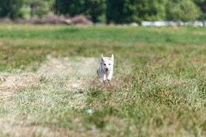 Dog running in coursing field on lure coursing competition photo