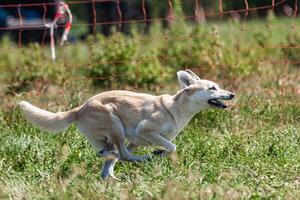 Dog running in coursing field on lure coursing competition photo