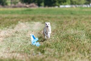 Dog running in coursing field on lure coursing competition photo