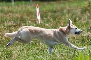 Dog running in coursing field on lure coursing competition photo