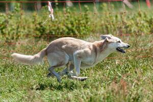 Dog running in coursing field on lure coursing competition photo