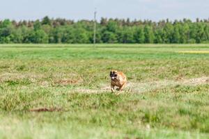 Cane Corso running and chasing coursing lure on green field photo