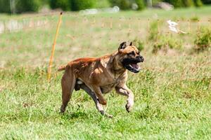 Cane Corso running and chasing coursing lure on green field photo