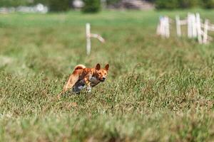 Basenji puppy red and white first time running in field on competition photo