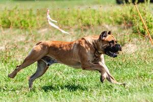 Cane Corso running and chasing coursing lure on green field photo