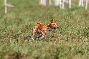 Basenji puppy red and white first time running in field on competition photo