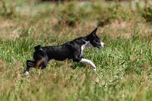 Basenji puppy black and white first time running in field on competition photo