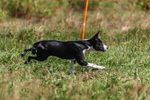 Basenji puppy black and white first time running in field on competition photo