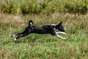 Basenji puppy black and white first time running in field on competition photo