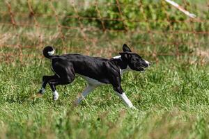 Basenji puppy black and white first time running in field on competition photo