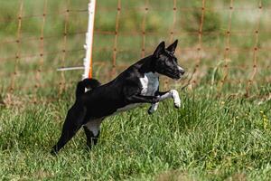 Basenji puppy black and white first time running in field on competition photo