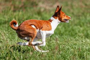 Basenji puppy red and white first time running in field on competition photo