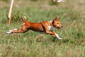 Basenji puppy red and white first time running in field on competition photo