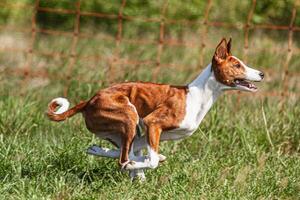 Basenji puppy red and white first time running in field on competition photo