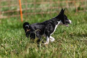 Basenji puppy black and white first time running in field on competition photo