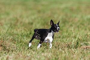 Basenji puppy black and white first time running in field on competition photo