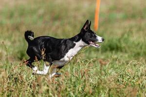 Basenji puppy black and white first time running in field on competition photo