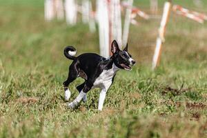 Basenji puppy black and white first time running in field on competition photo
