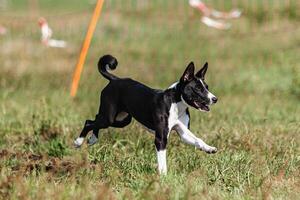 Basenji puppy black and white first time running in field on competition photo