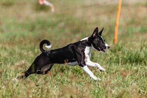Basenji puppy black and white first time running in field on competition photo