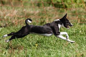Basenji puppy black and white first time running in field on competition photo