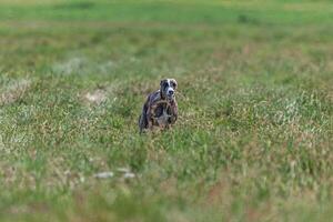 Whippet sprinter dog running and chasing lure on the field photo