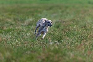Whippet sprinter dog running and chasing lure on the field photo