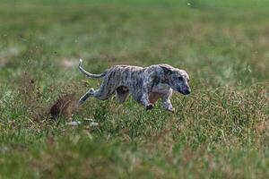 Whippet sprinter dog running and chasing lure on the field photo