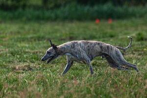 Whippet sprinter dog running and chasing lure on the field photo