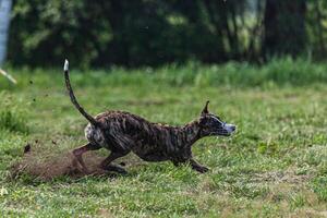 Whippet sprinter dog running and chasing lure on the field photo