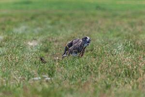 Whippet sprinter dog running and chasing lure on the field photo