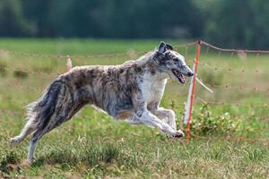 Borzoi dog running and chasing lure on green field at competition photo