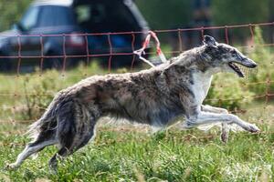 Borzoi dog running and chasing lure on green field at competition photo