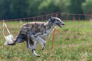 Borzoi dog running and chasing lure on green field at competition photo