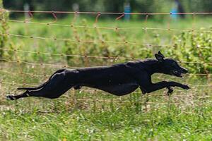 Whippet sprinter dog running and chasing lure on the field photo