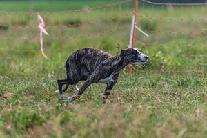 Whippet sprinter dog running and chasing lure on the field photo