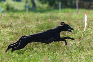 Whippet sprinter dog running and chasing lure on the field photo