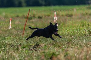 Dog running and chasing coursing lure on green field at competition photo