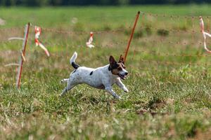 Dog running and chasing coursing lure on green field at competition photo
