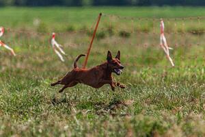 Pinscher dog running and chasing coursing lure on green field photo