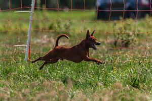 Pinscher dog running and chasing coursing lure on green field photo