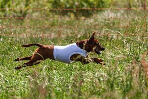 Pinscher dog running and chasing coursing lure on green field photo