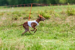Cirneco dell etna running full speed at lure coursing sport competition photo