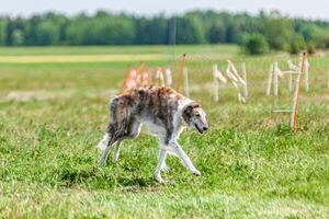 Borzoi dog running and chasing lure on green field at competition photo