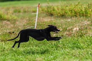Whippet sprinter dog running and chasing lure on the field photo