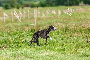 Whippet sprinter dog running and chasing lure on the field photo