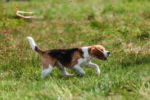 Dog running and chasing coursing lure on green field at competition photo