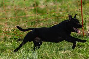 Dog running and chasing coursing lure on green field at competition photo
