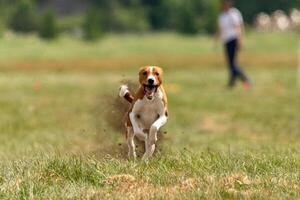Basenji running full speed at lure coursing sport photo